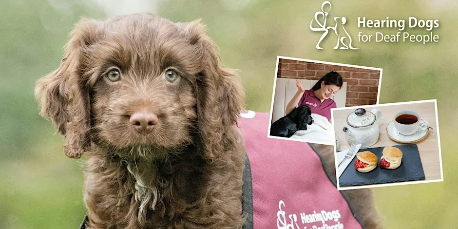 An Afternoon with Hearing Dogs (York) 8 October 2026 at Hearing Dogs For Deaf People