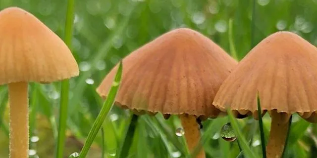 Fantastic Fungi at Malone House