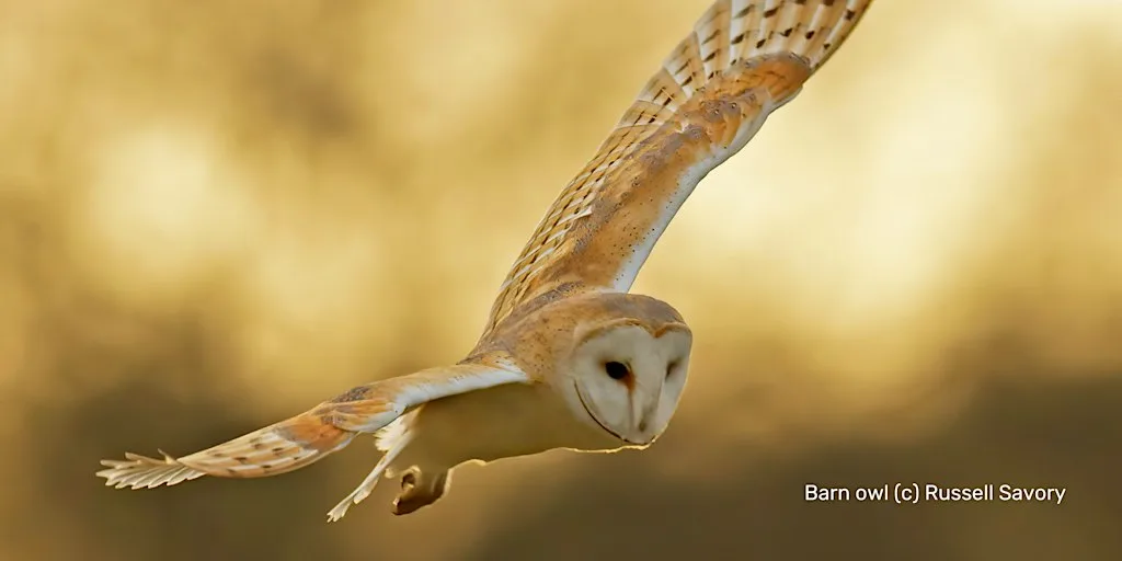 What a Hoot! Wild Child Workshop (AM) at Crickley Hill Country Park