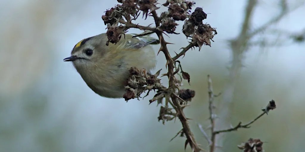 Visit to RSPB Rye Meads at RSPB Rye Meads