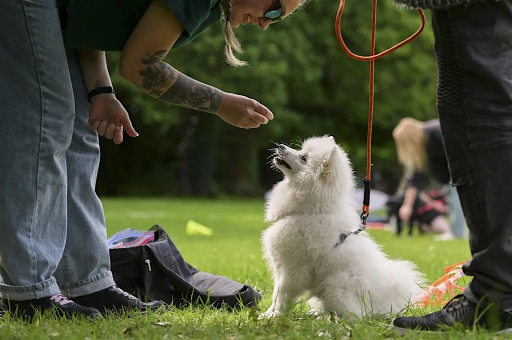 Private Training in your home with Susanna (South Dublin and Wicklow) at DSPCA Dog Training