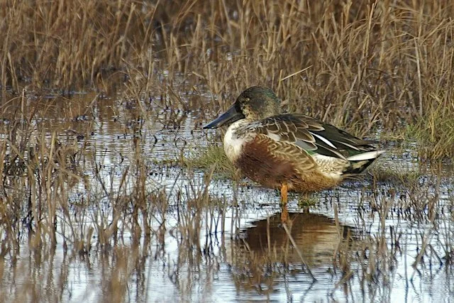 Guided Walk: Autumn Birds