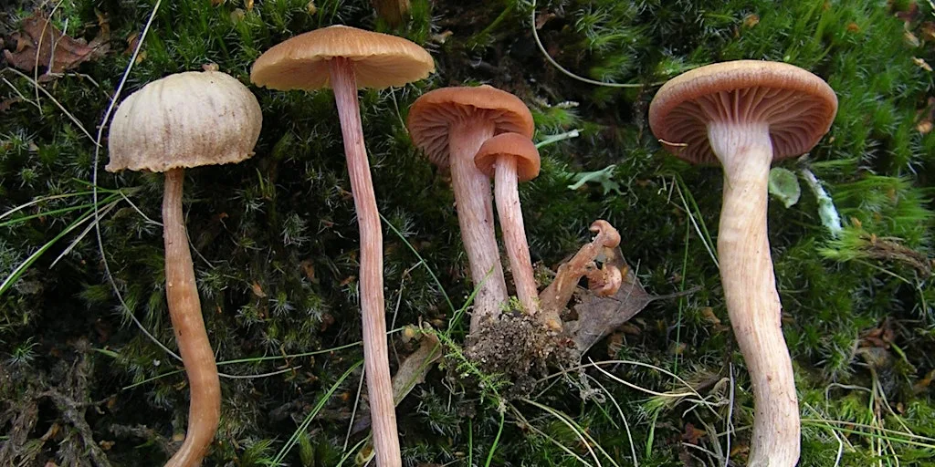Fungi Walk at Sherwood Heath Local Nature Reserve