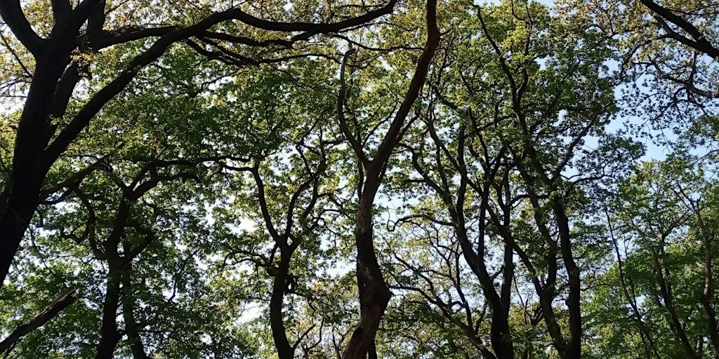 Great North Wood Guided Walk - Streatham Common to Crystal Palace