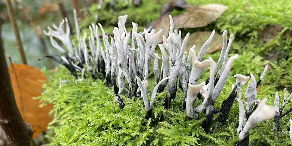 Fungi Identification along the Limb Brook at Limb Brook Trail