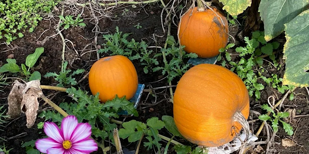 Badshot Lea Bloomers Pumpkin Carving Day 2026 at Badshot Lea Bloomers Community Garden behind The Kiln