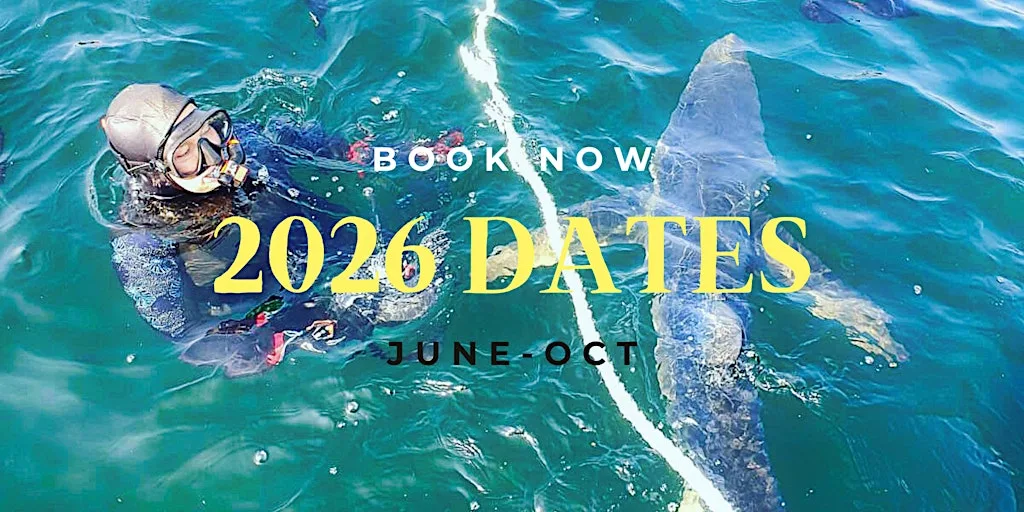 2026 DATES TO SWIM WITH BLUE SHARK(DEPOSIT ONLY) at Albert Pier ( note! The google maps pin isn't in the correct location . We are situated on the pier - near the bus station. We are at the end of the pier - past the sailing club.