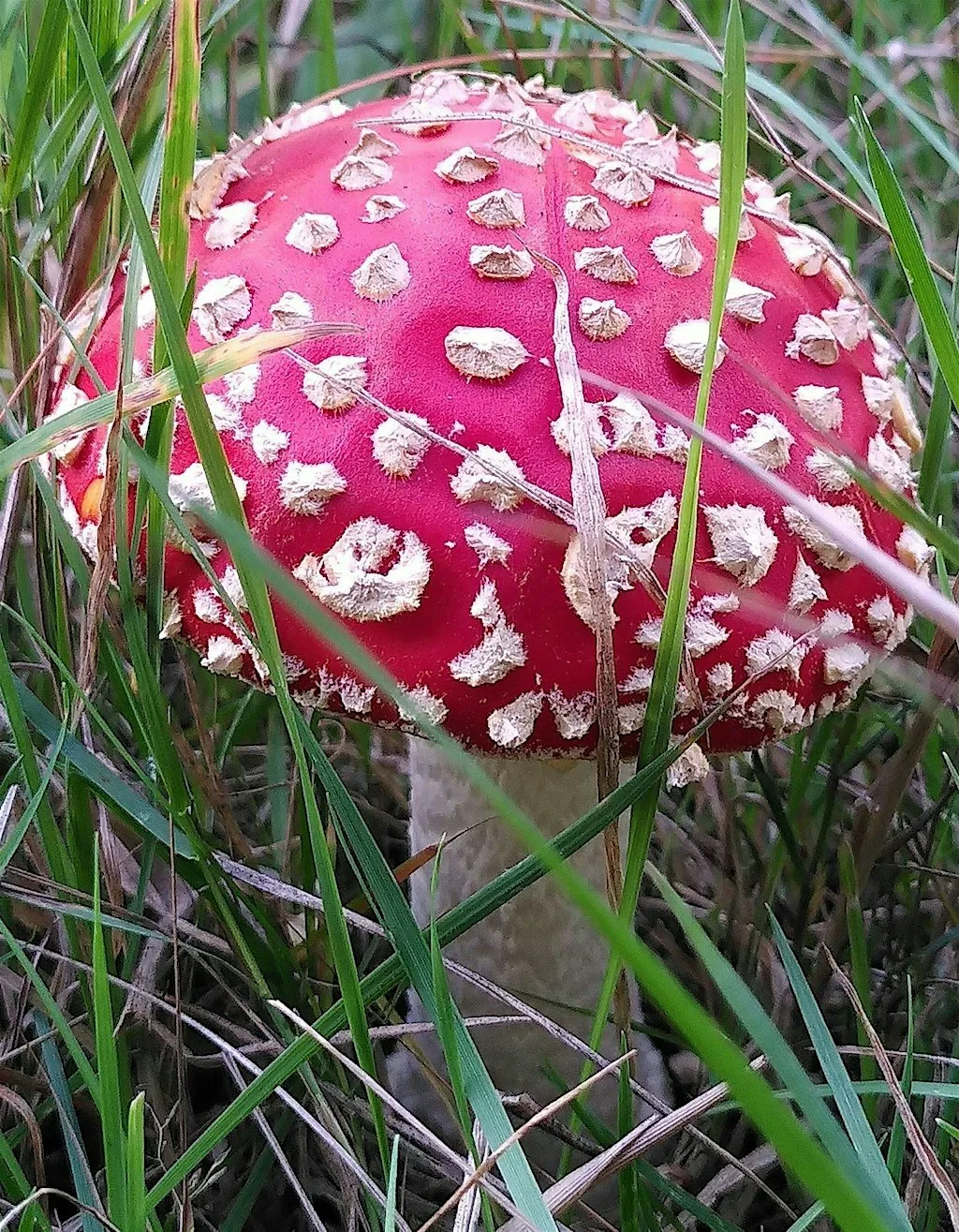 Fantastic Fungi Walk for 13+ at Holme Fen National Nature Reserve
