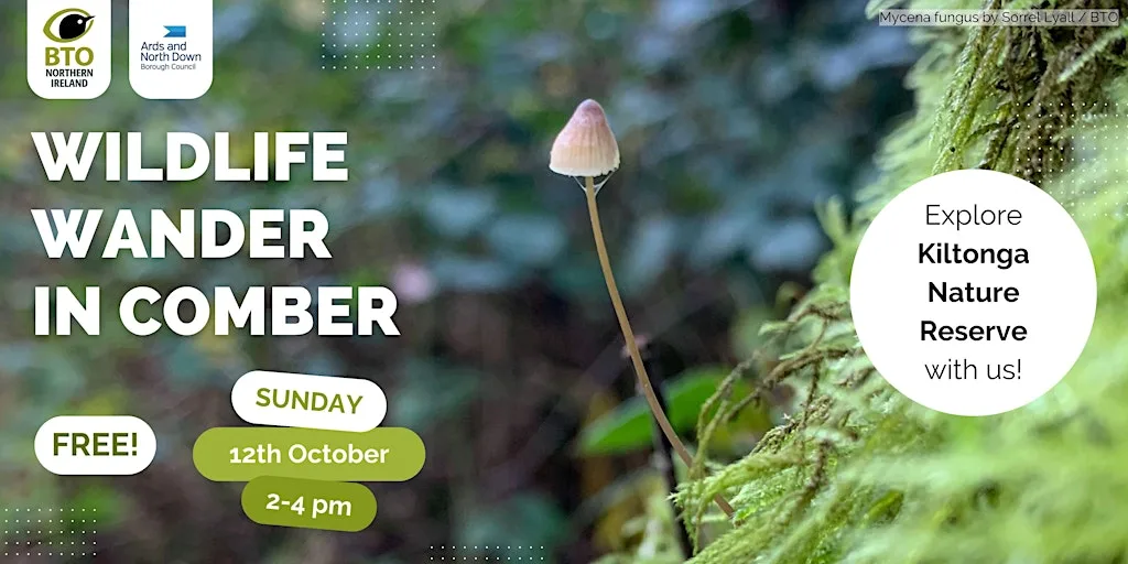 Wildlife Wander in Comber: Kiltonga Nature Reserve at Kiltonga Nature Reserve