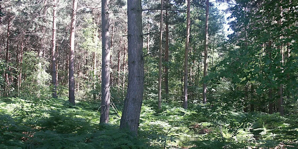 Getting to Know Conifers
