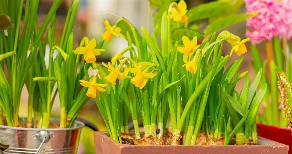 Bulb Planting Workshop FREE In-person at Brompton Library