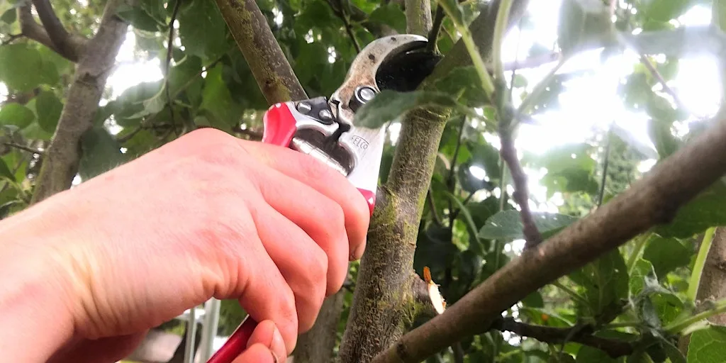 FRUIT TREE PRUNING AND GENERAL WOODLAND GARDEN CARE at Perth Community Farm