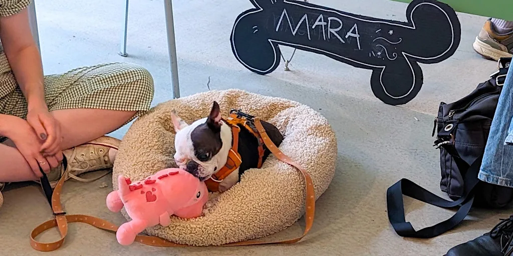 Dog Life Drawing at Wiper and True Taproom, Bristol - Summer season at Wiper and True Brewery & Taproom