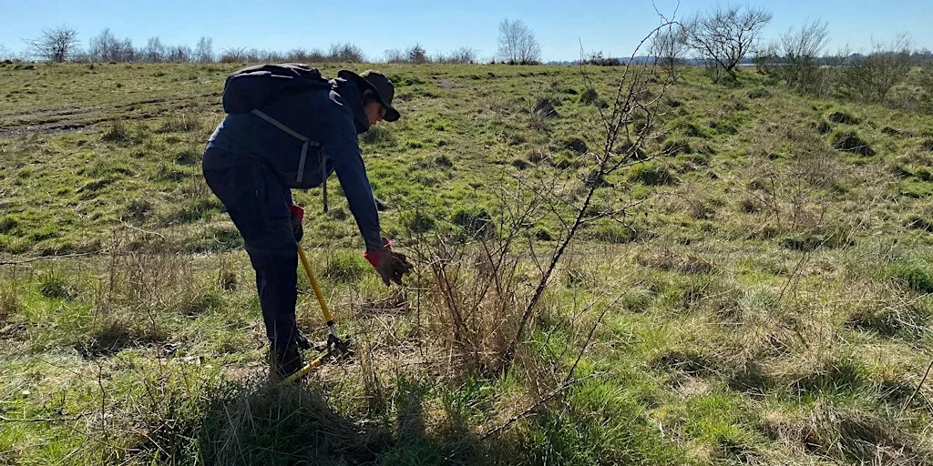 Broom and Scrub Regrowth Removal at Haydon Batch at Haydon Que Club
