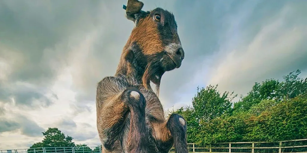 Goat Yoga at Owl Barn Farm Camping
