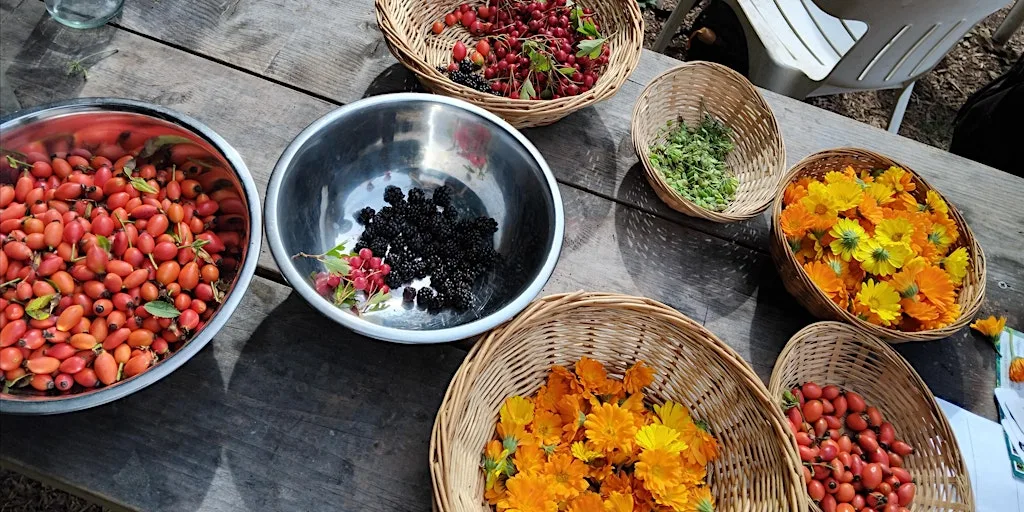 Wild Herbal Medicine Workshop Brighton with Jessie Martelhof at Bevendean down