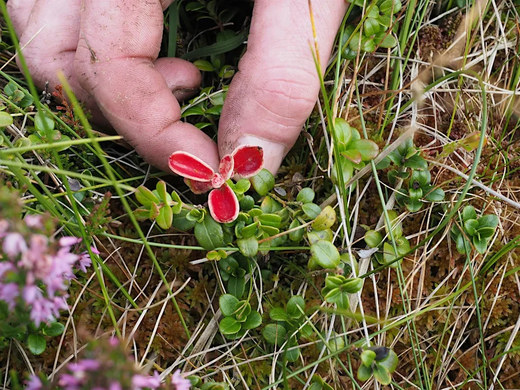 YPP Training: Blanket Bog Indicator Species at Kingsdale Head Farm