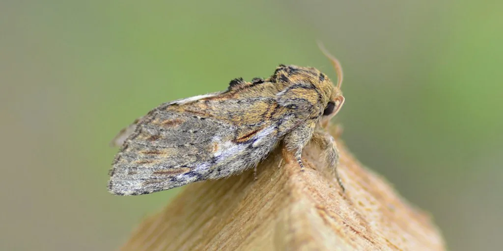 Free event - Moth Morning at Ryton Pools Country Park at Ryton Pools Country Park