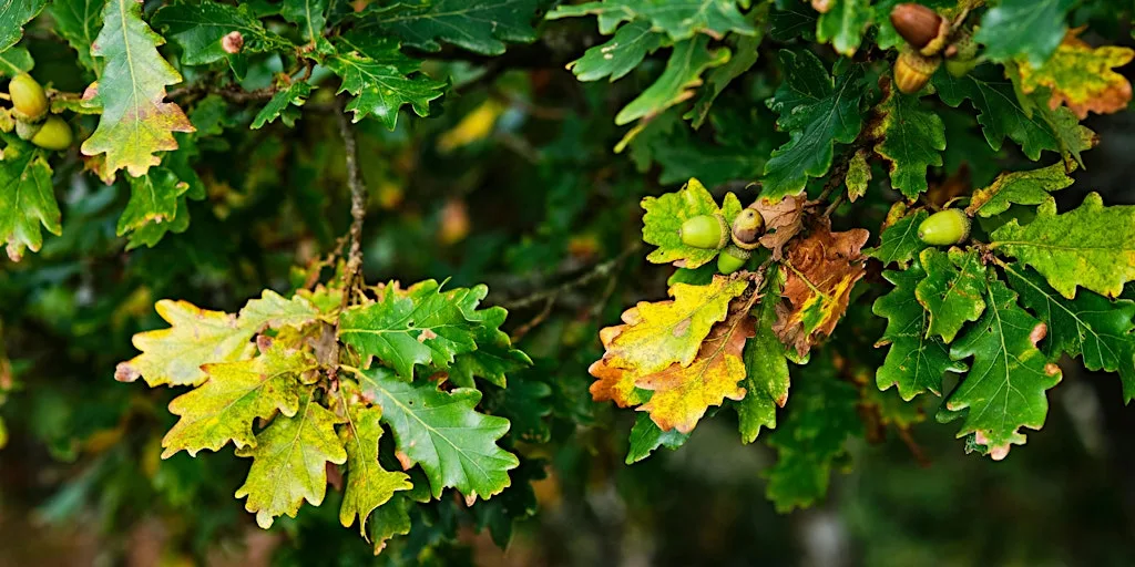 Tree Identification Walk at Ryton Pools Country Park at Ryton Pools Country Park