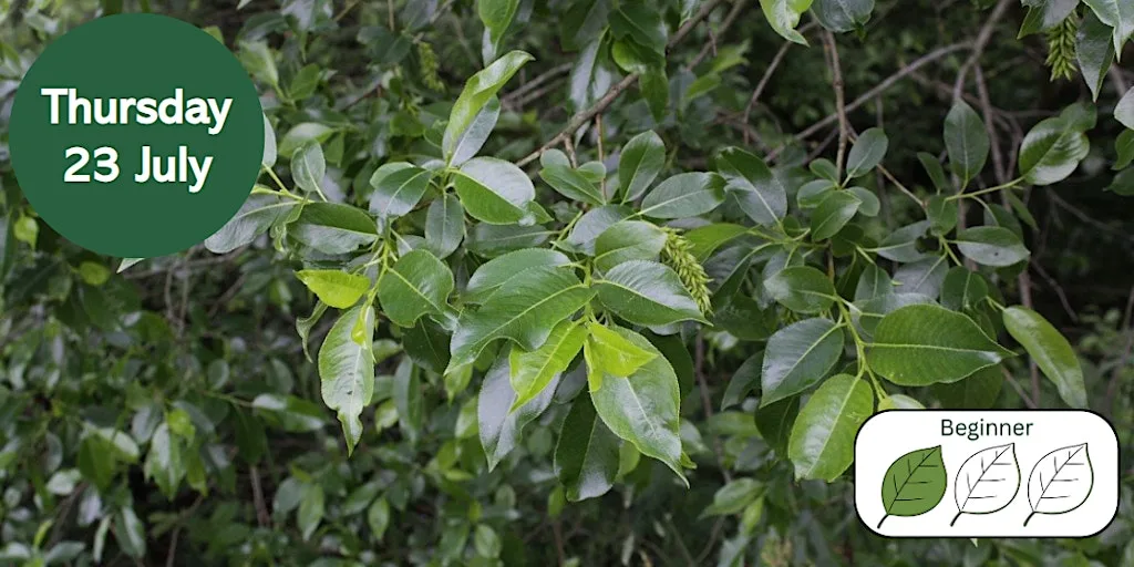 Willows for Beginners at Big Waters Nature Reserve