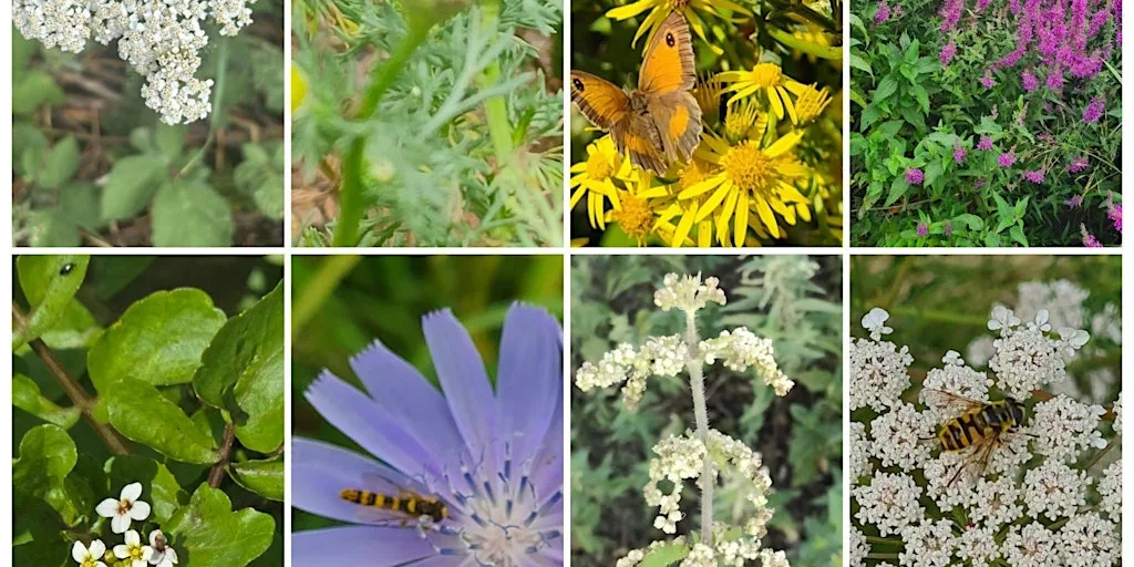 High Summer wild food walk in Surrey at Molesey Heath