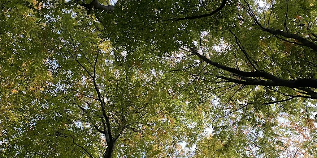 Forest Bathing introductory session at Queen Elizabeth Country Park