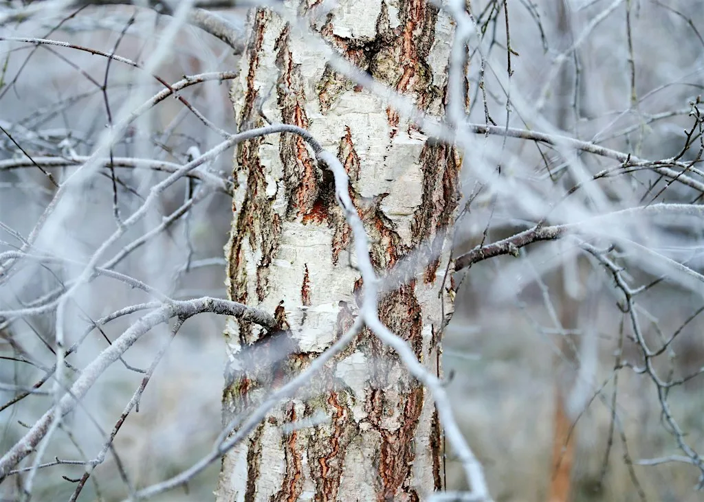 Reading the Forest: Identifying Trees in Winter