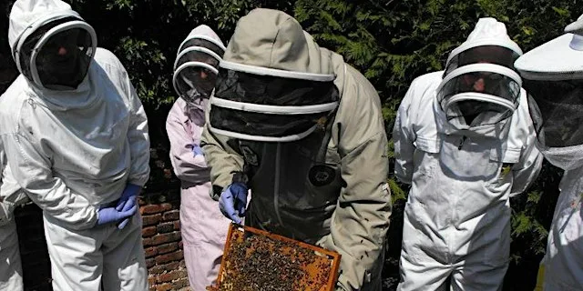 Beginners beekeeping course 2027 at Beverley Parks Nature Reserve