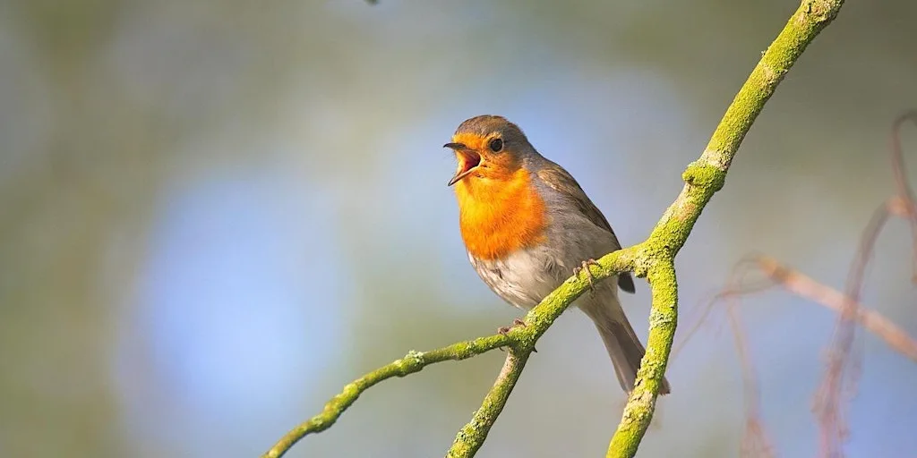 God's Song of Love at The Living Well