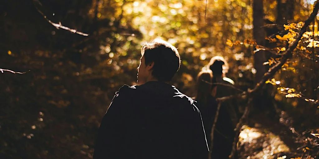Unwind in the Woods: forest bathing at Salcey