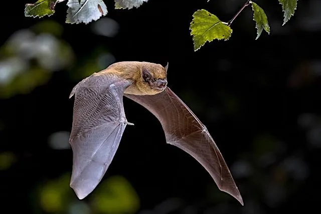 Twilight Nature & Bat Walk at Haigh Woodland Park