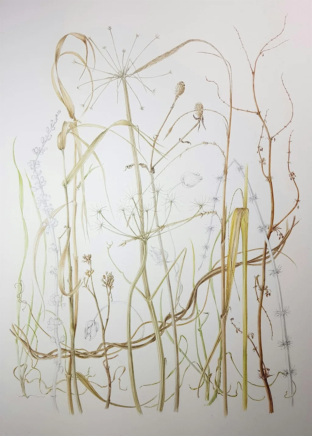 Botanical Painting Workshop
