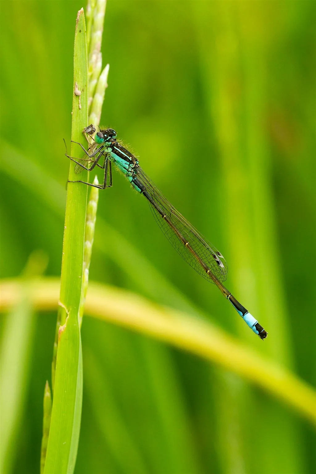 Summer Nature Walk at Haigh Woodland Park