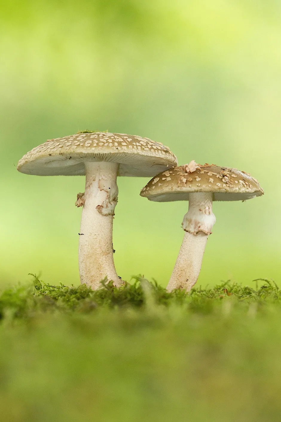 Nature Walk - Fungi at Haigh Woodland Park