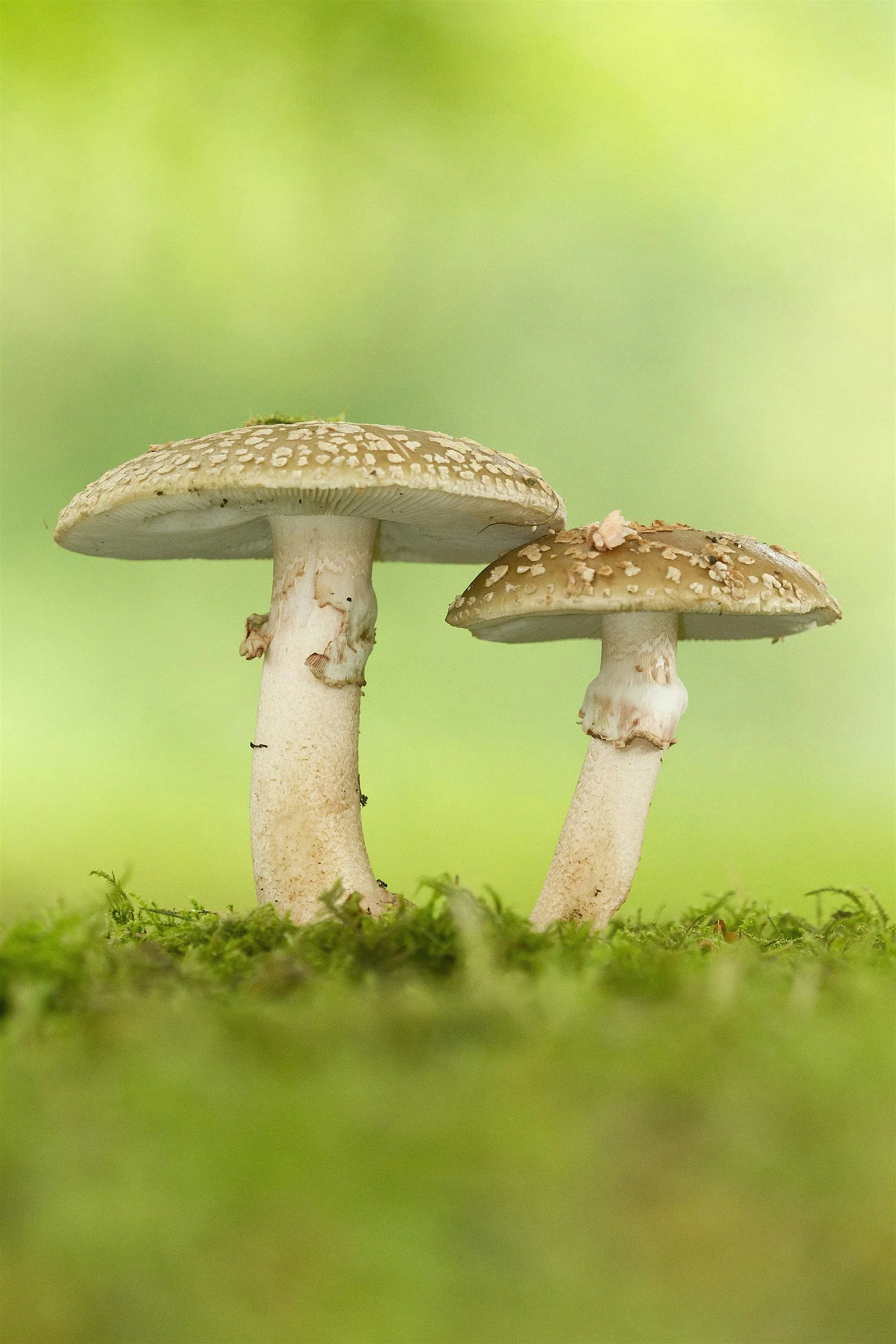 Nature Walk - Fungi at Haigh Woodland Park