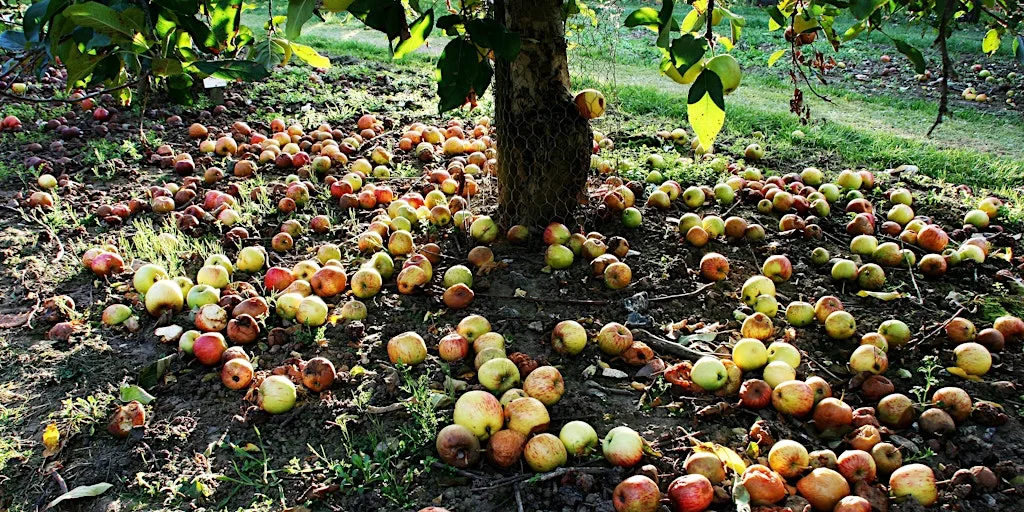 Apple Day Celebration at Macclesfield Riverside Park at Riverside Park Ranger Centre, Macclesfield Riverside Park