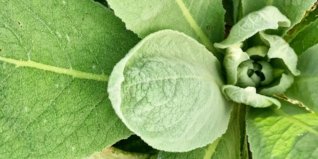 Foraging - An Introduction to our World - WORKSHOP - Forage Walk & Snacks at Urban Forage