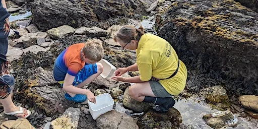 Rockpool Safari at Wembury Marine Centre