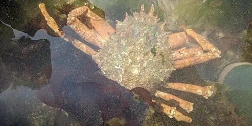 Extreme Rockpool Safari at Wembury Marine Centre