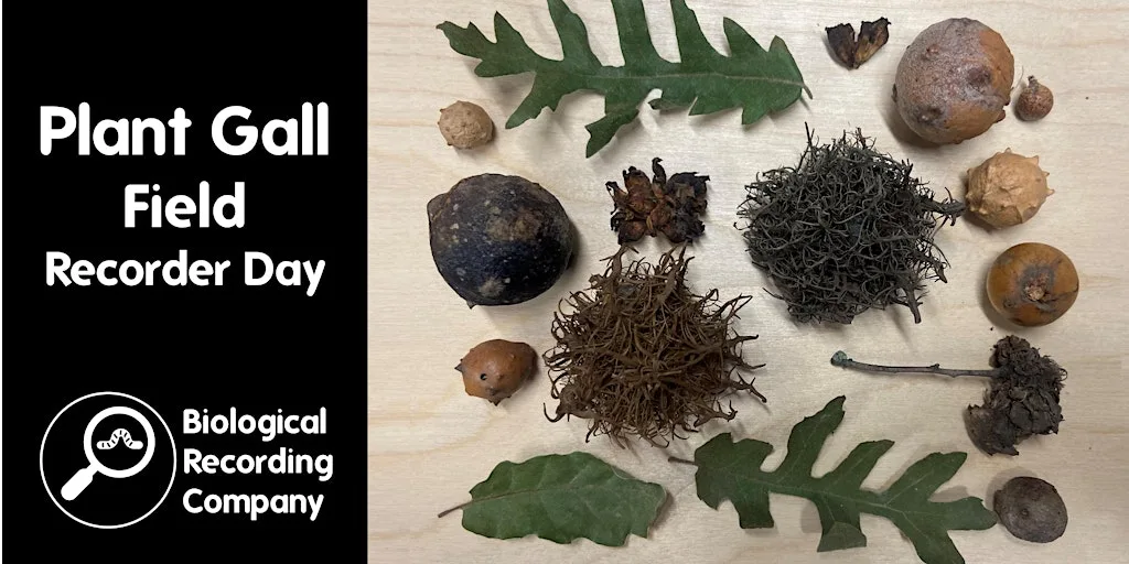 Plant Gall Field Recorder Day at Margravine Cemetery