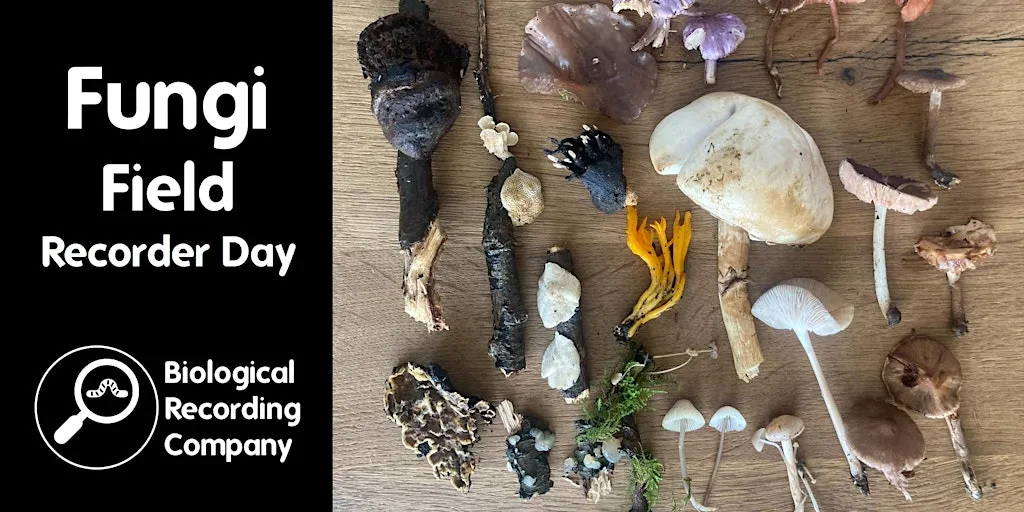 Fungi Field Recorder Day at Wormwood Scrubs