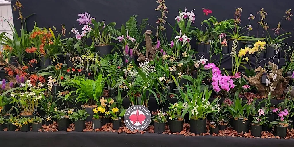 Bournemouth Orchid Society Autumn Show & Trade Fair at Canford Magna Complex (formerly The Hamworthy Club)