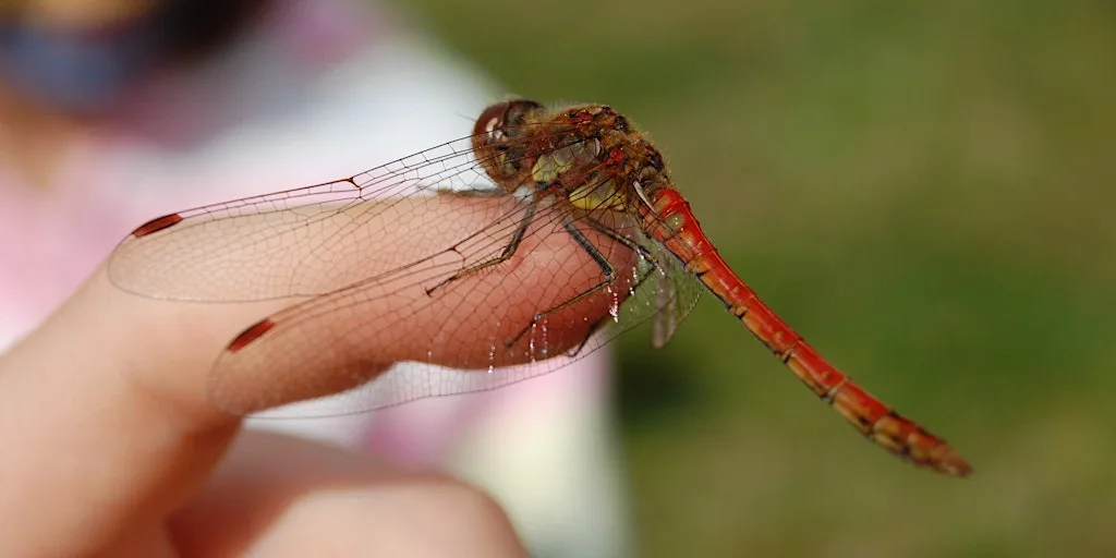 Far Ings Family Fun: Dragonfly Discovery at Far Ings Visitor Centre