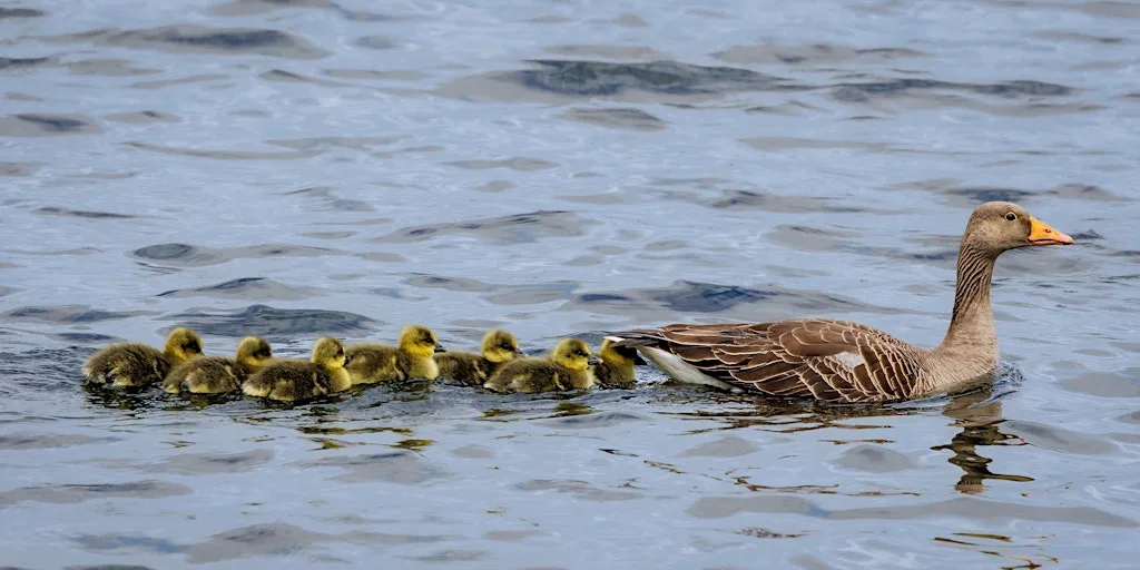Wildlife Photography for Beginners at Staveley at Staveley Nature Reserve
