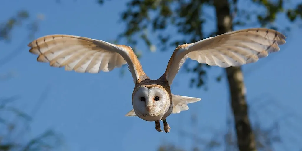 Far Ings Family Fun: Owl Pellet Detectives