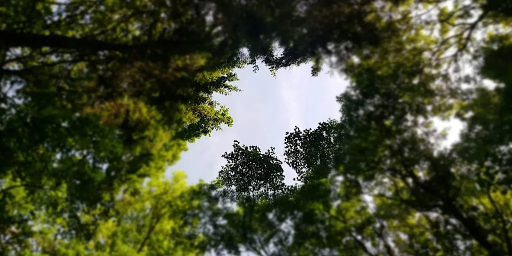 Mindfulness in Nature day at Goodnestone Park