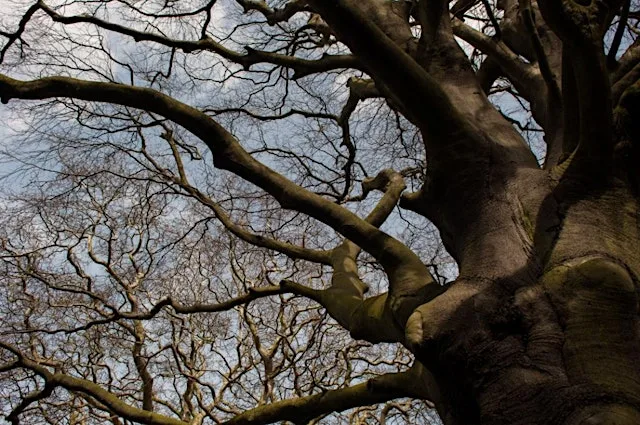 Tremendous trees (Family event) NWT Foxley Wood at Norfolk Wildlife Trust Foxley Wood