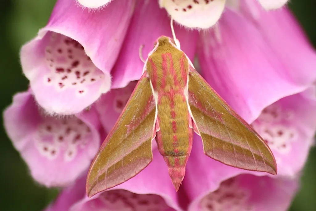 Magical moths (Family event) NWT Hickling Broad at Norfolk Wildlife Trust Hickling Visitor Centre