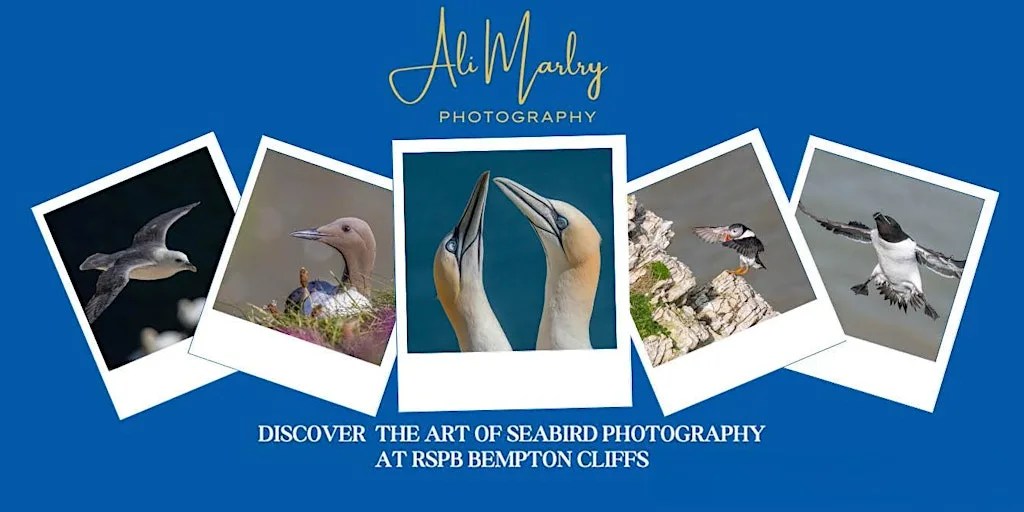Discover the Art of Seabird Photography at RSPB Bempton Cliffs at RSPB Bempton Cliffs
