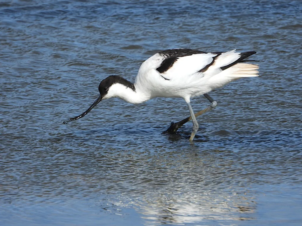Brilliant birds (21 August) at Cley Marshes Visitor Centre